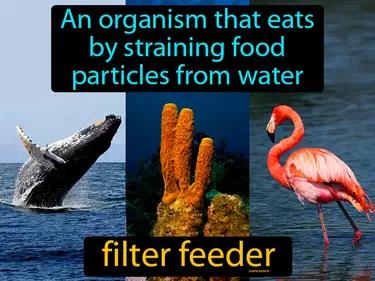 filter feeder Simple Definition