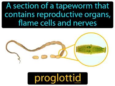 proglottid Simple Definition