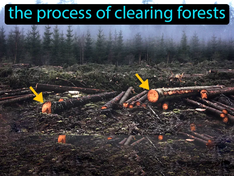 Deforestation Definition