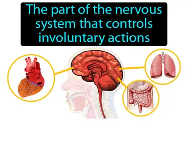 autonomic nervous system