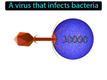bacteriophage
