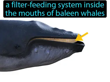 baleen