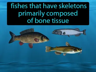 bony fishes