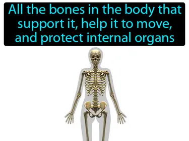 skeletal system