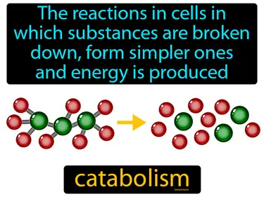 the reactions in cells in which substances are broken down,  form simpler ones and energy is produced