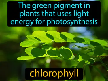 The green pigment in plants that uses light energy for photosynthesis