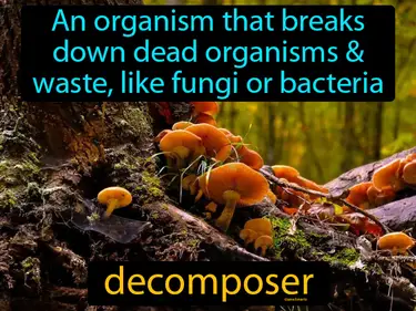 An organism that breaks down dead organisms and waste, like fungi or bacteria