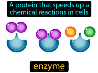 A protein that speeds up chemical reactions in cells