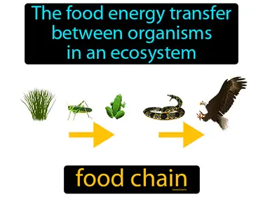 The food energy transfer between organisms in an ecosystem
