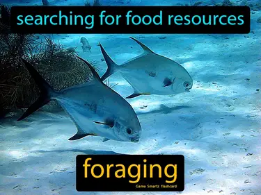 Searching for food resources