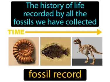 the history of life recorded by all the fossils we have collected