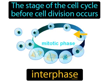 the stage of the cell cycle before cell division occurs
