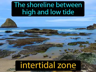 The shoreline between high and low tide