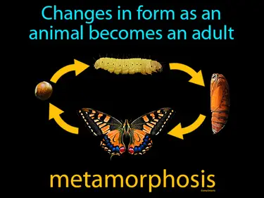 changes in form as an animal becomes an adult