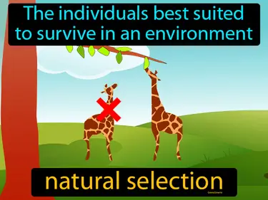 The individuals best suited to survive in an environment