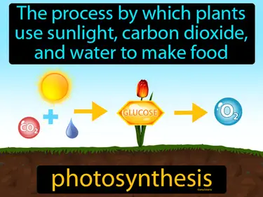The process by which plants use sunlight, carbon dioxide, and water to make food