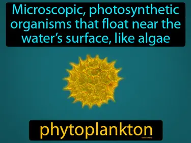 Microscopic, photosynthetic organisms that float near the water’s surface, like algae
