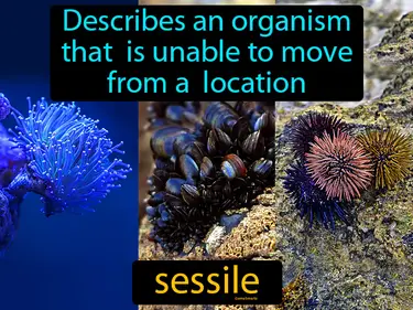 Describes an organism that is unable to move from a location