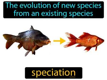 The evolution of new species from an existing species