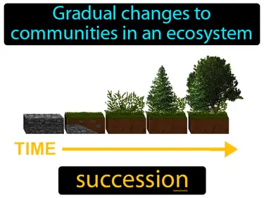 The gradual changes to communities in an ecosystem