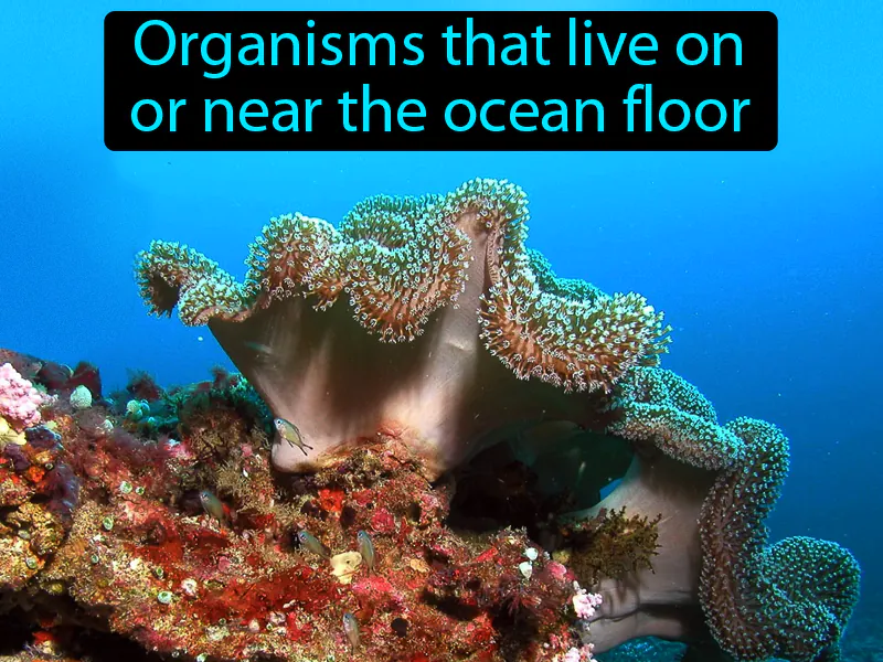 Benthos Definition