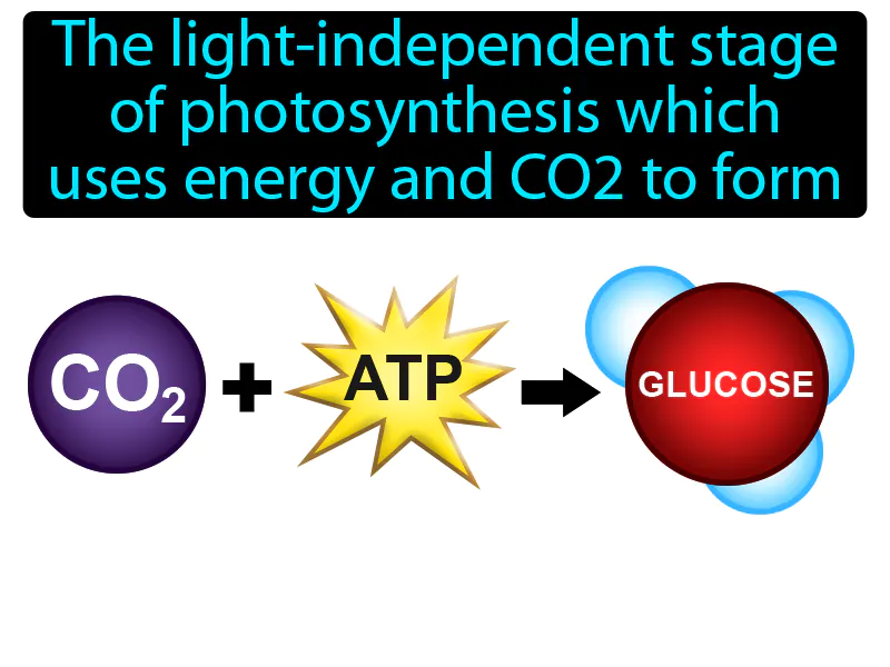 Calvin Cycle Definition