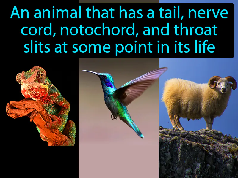 Chordate Definition