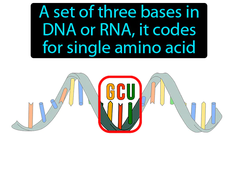 Codon Definition
