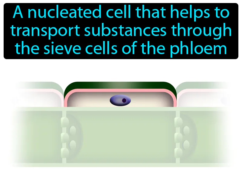 Companion Cell Definition