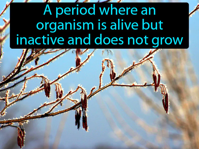 Dormancy Definition Dormancy Definition