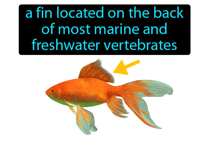 Dorsal Fin Definition Dorsal Fin Definition