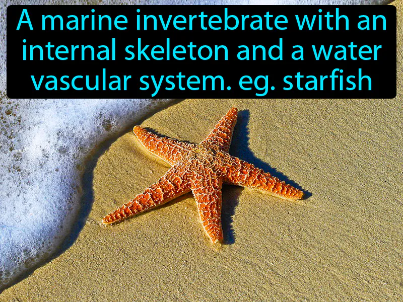 Echinoderm Definition Echinoderm Definition