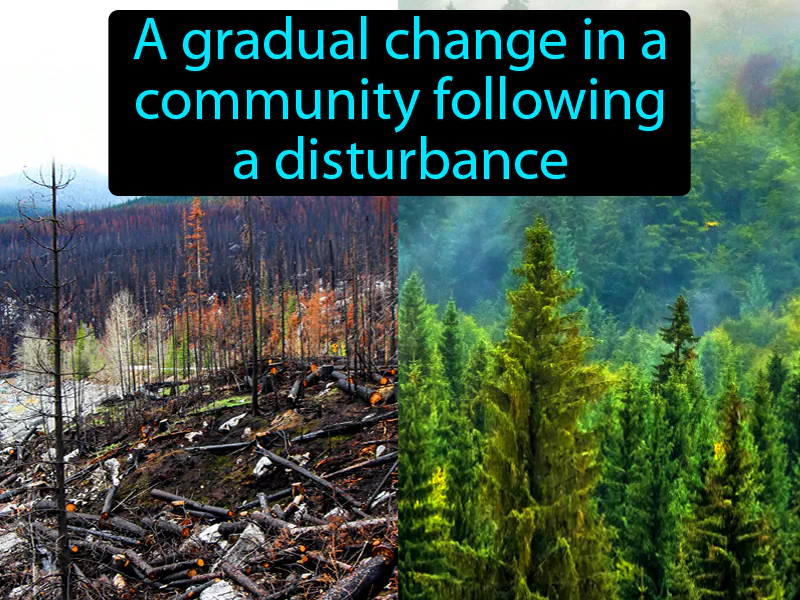 Ecological Succession Definition Ecological Succession Definition