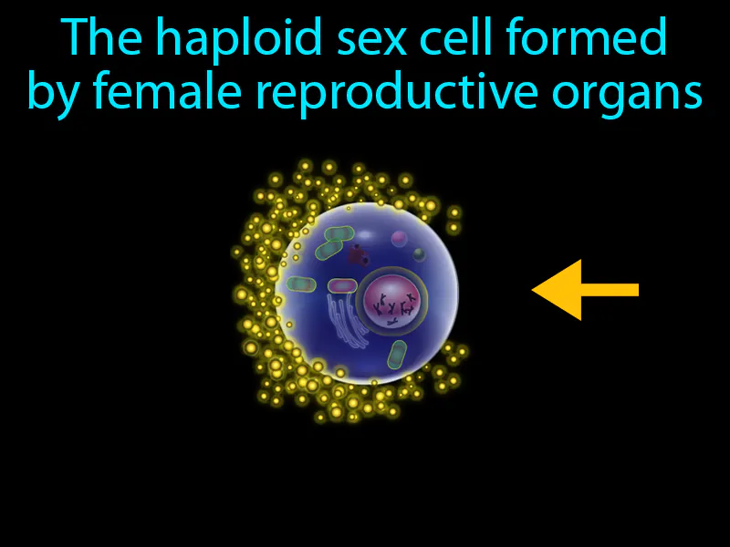 Egg Definition