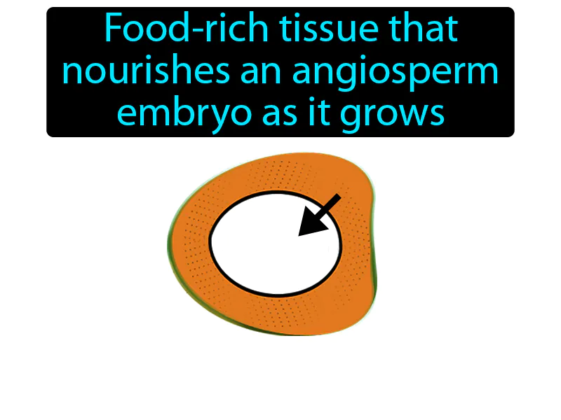 Endosperm Definition
