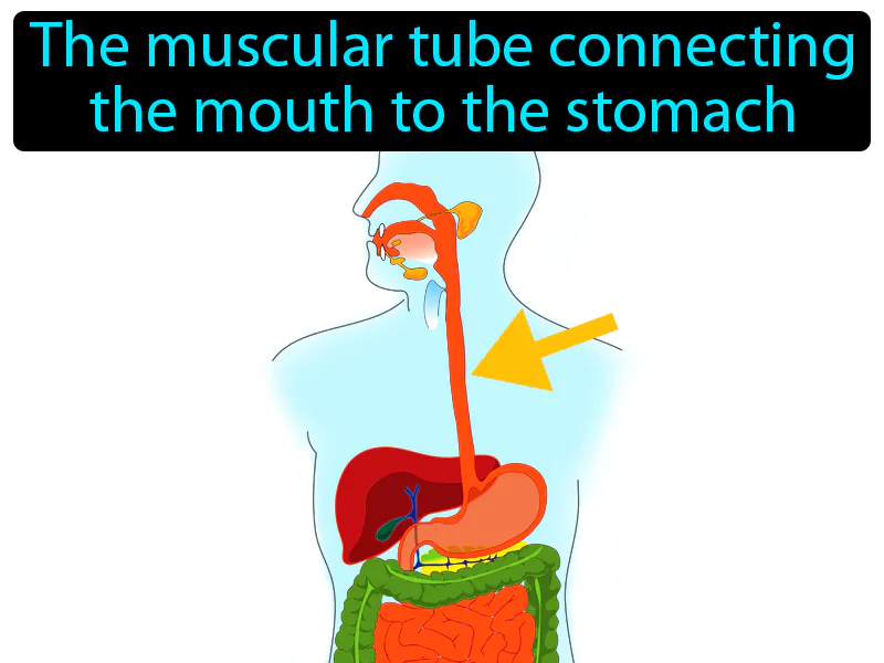 Esophagus Definition Esophagus Definition