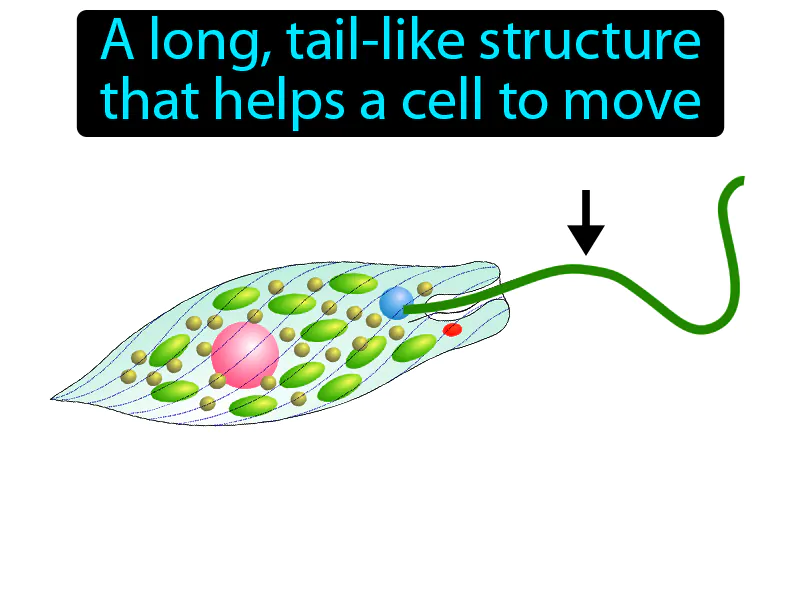 Flagellum Definition