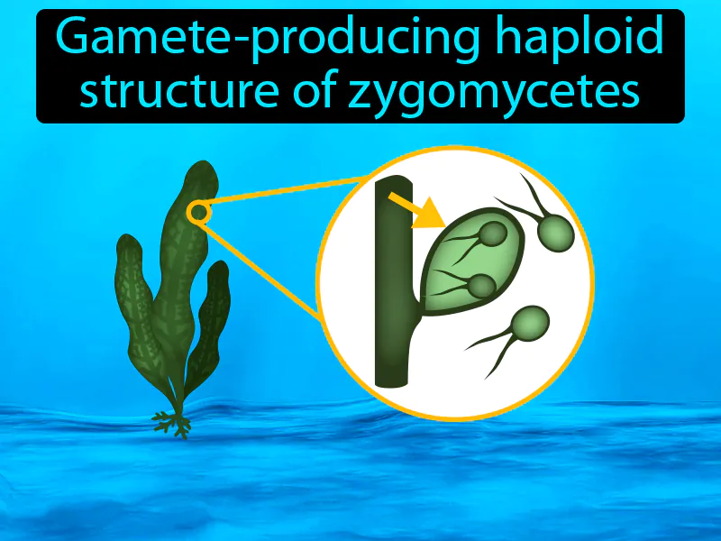 Gametangium Definition