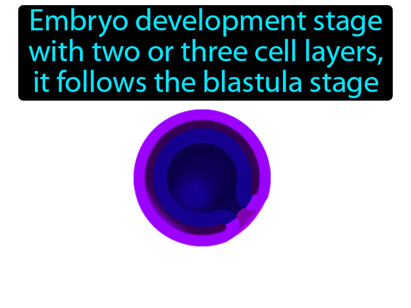 Gastrula Definition