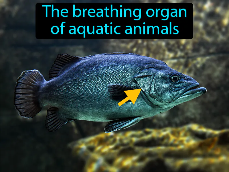 Gill Definition