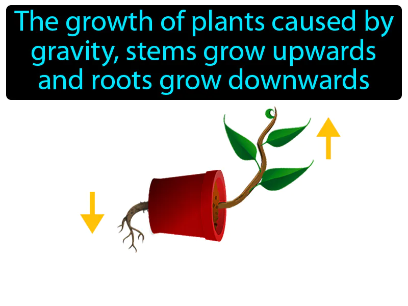 Gravitropism Definition Gravitropism Definition