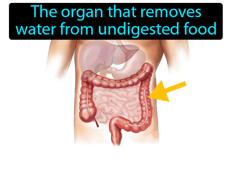 Large Intestine Definition