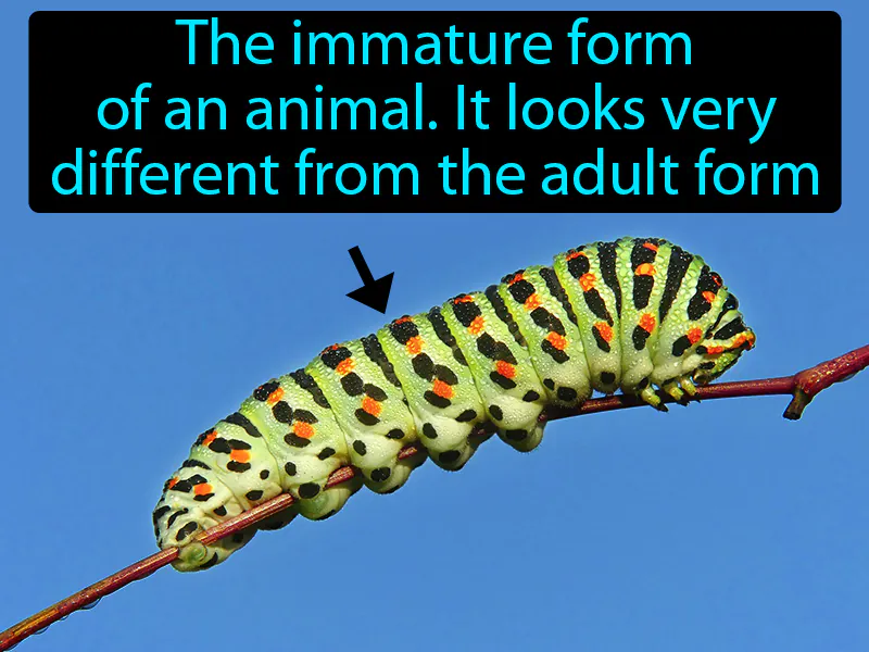 Larva Definition