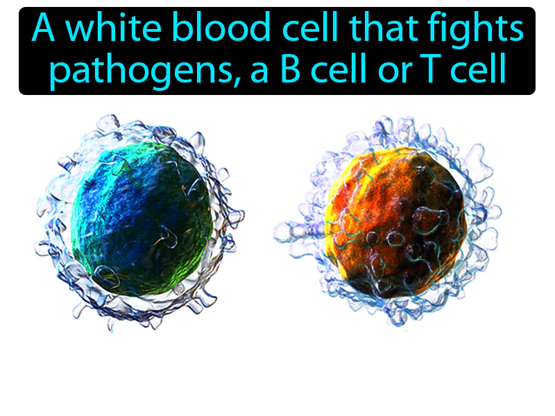 Lymphocyte Definition