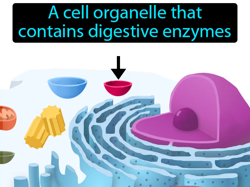 Lysosome Definition