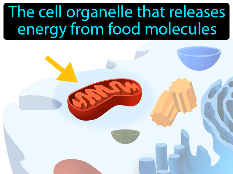 Mitochondrion Definition Mitochondrion Definition