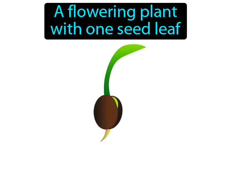 Monocot Definition