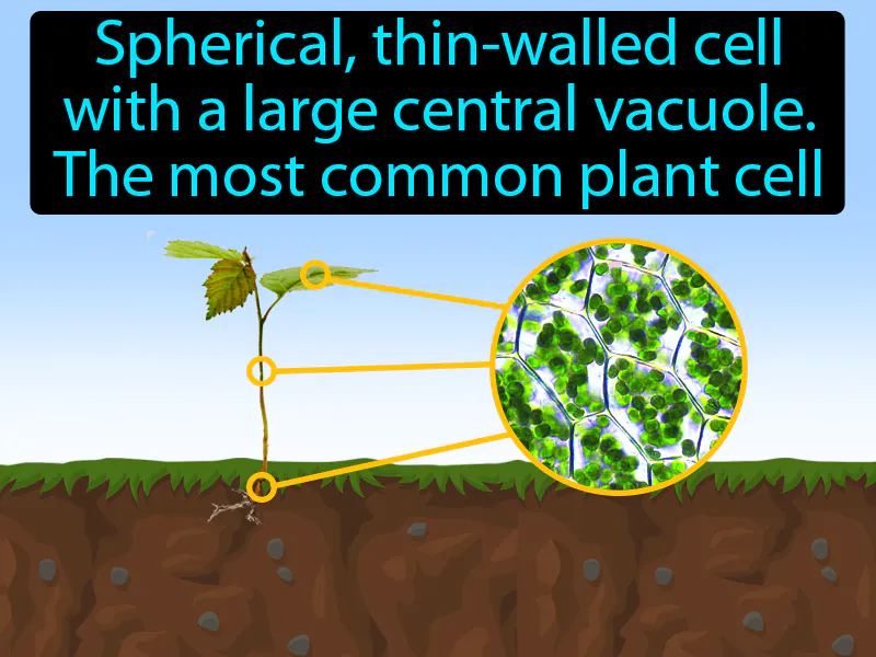 Parenchyma Cell Definition