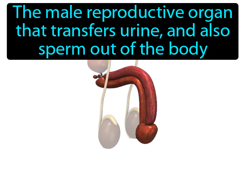 Penis Definition