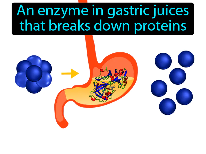 Pepsin Definition